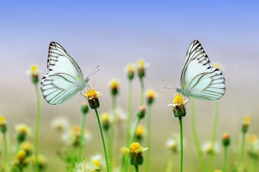 butterfly-0.jpg